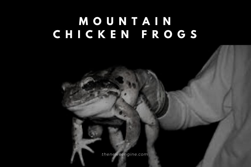 What strategies are carried out to conserve mountain chicken frogs?