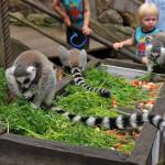 Skansen-Akvariet (Sverige)