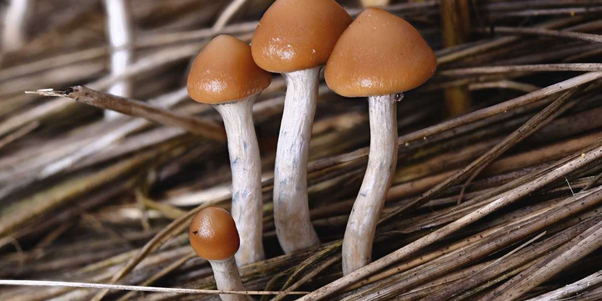 Buy Psilocybe Azurescens Spores