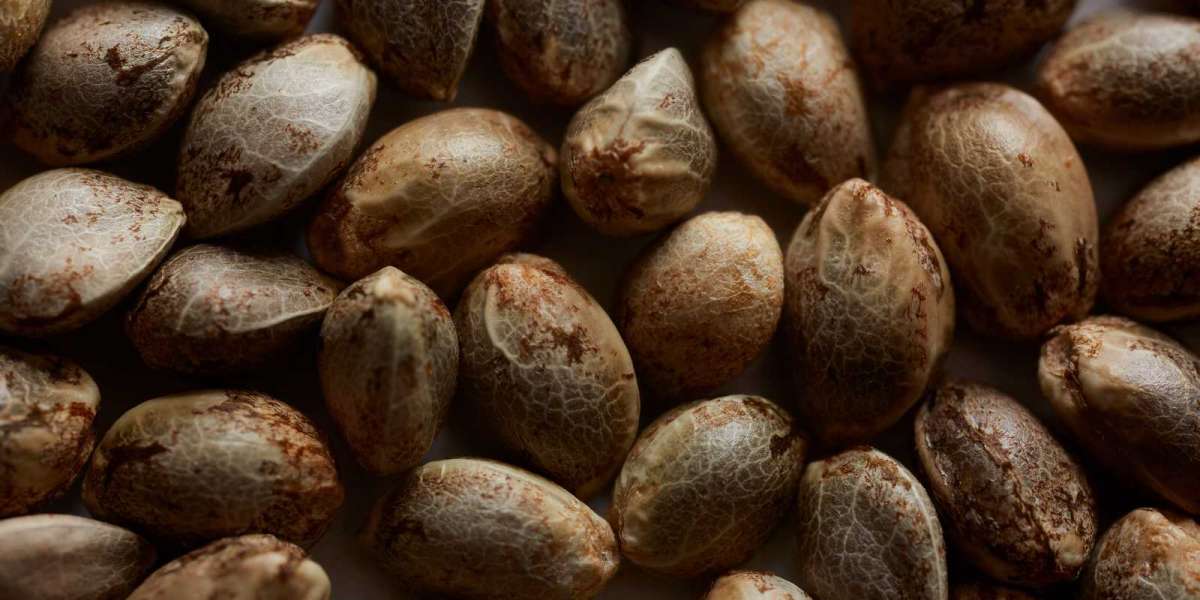 Where to Buy Cannabis Seeds