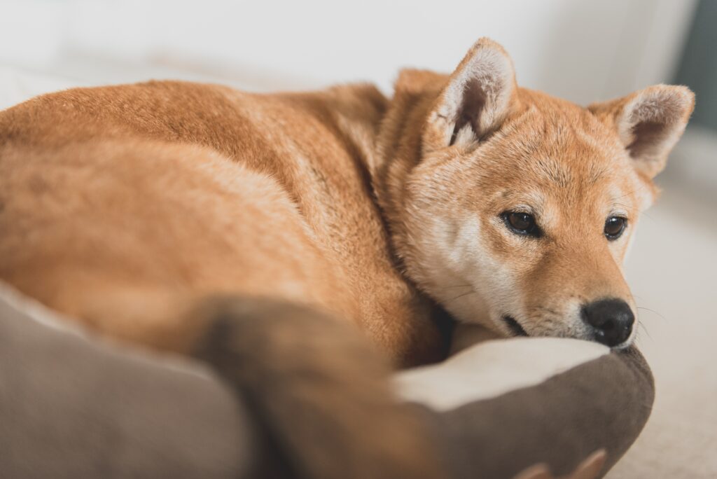 Shiba Inu