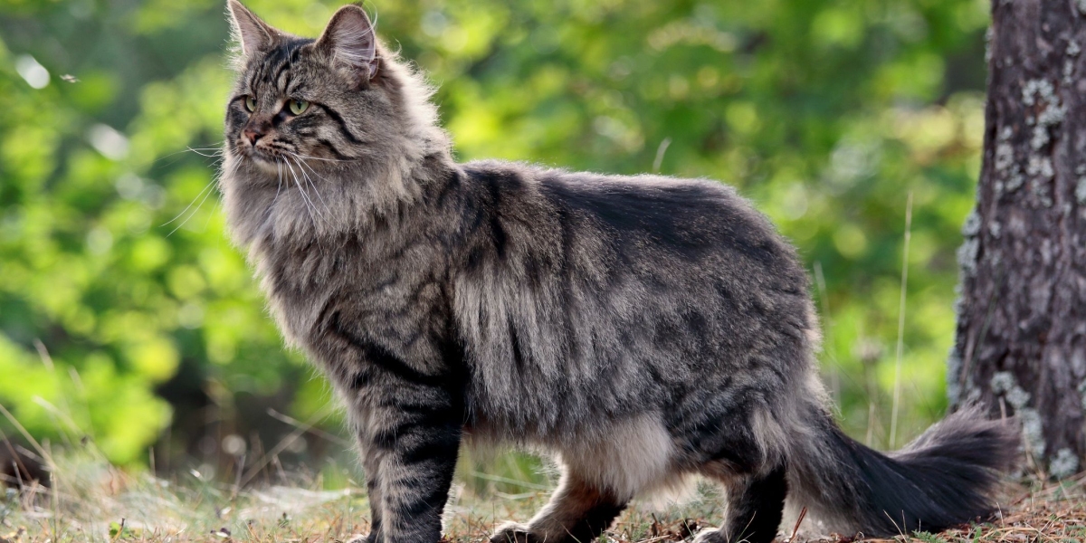 norwegian forest cat