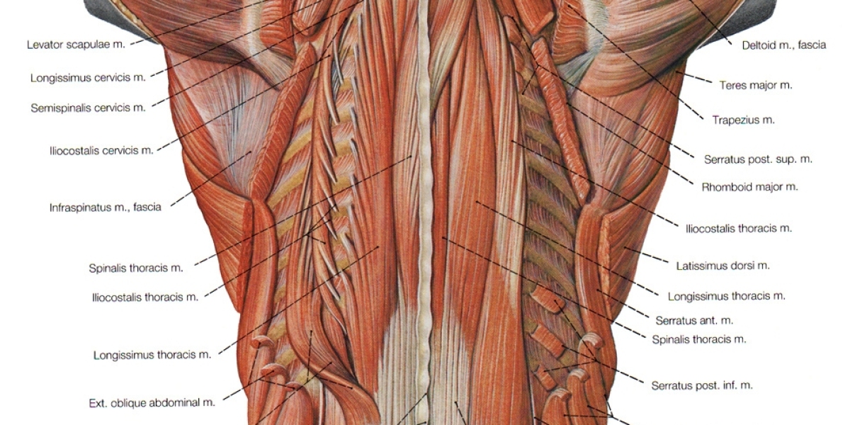 Exploring the Organs on the Lower Right Side of the Human Body