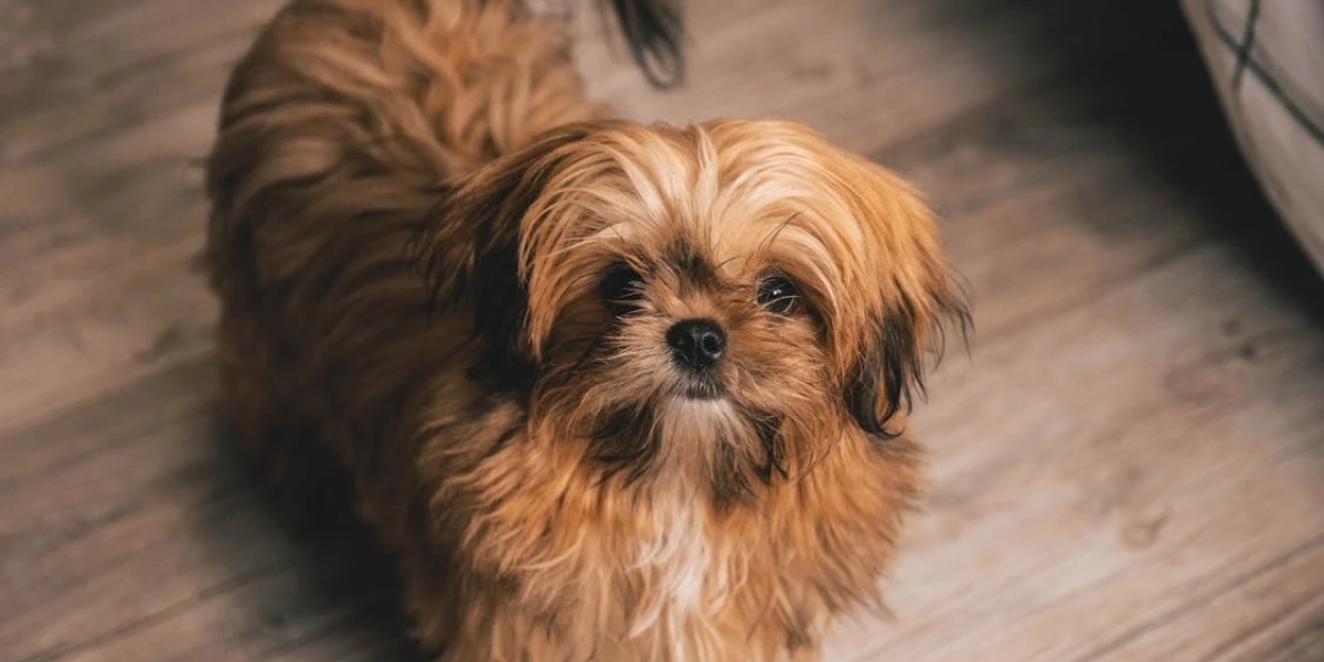 Shih Tzu Puppies for Sale in Bangalore: Finding Your Perfect Furry Companion at Best Prices