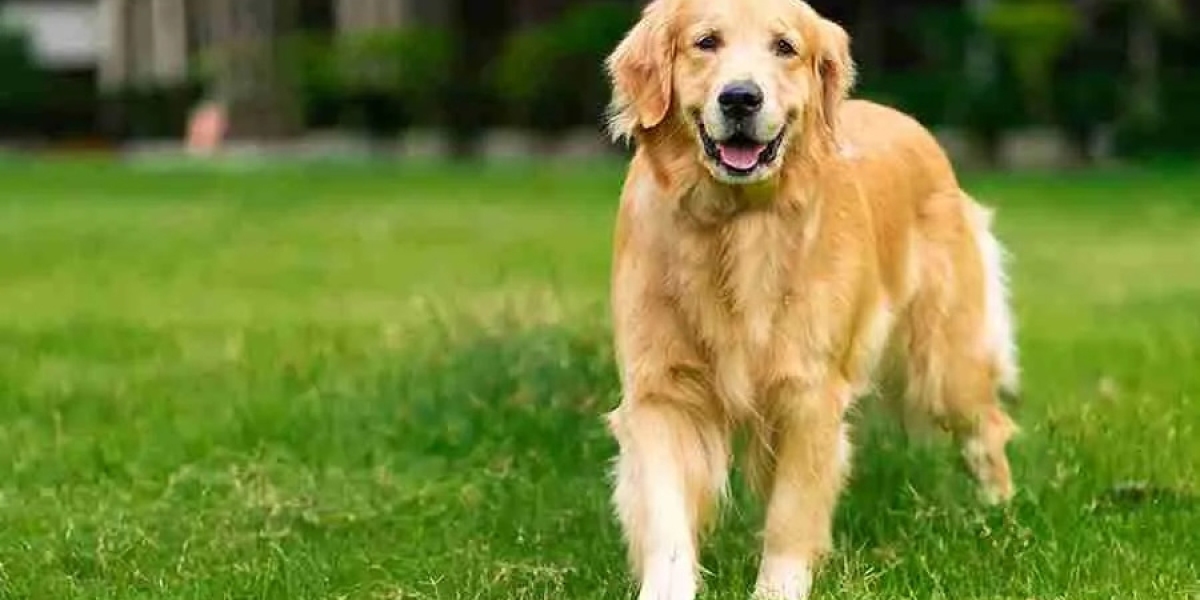 The Joyful Journey of Bringing Home a Golden Retriever Puppy in Bangalore