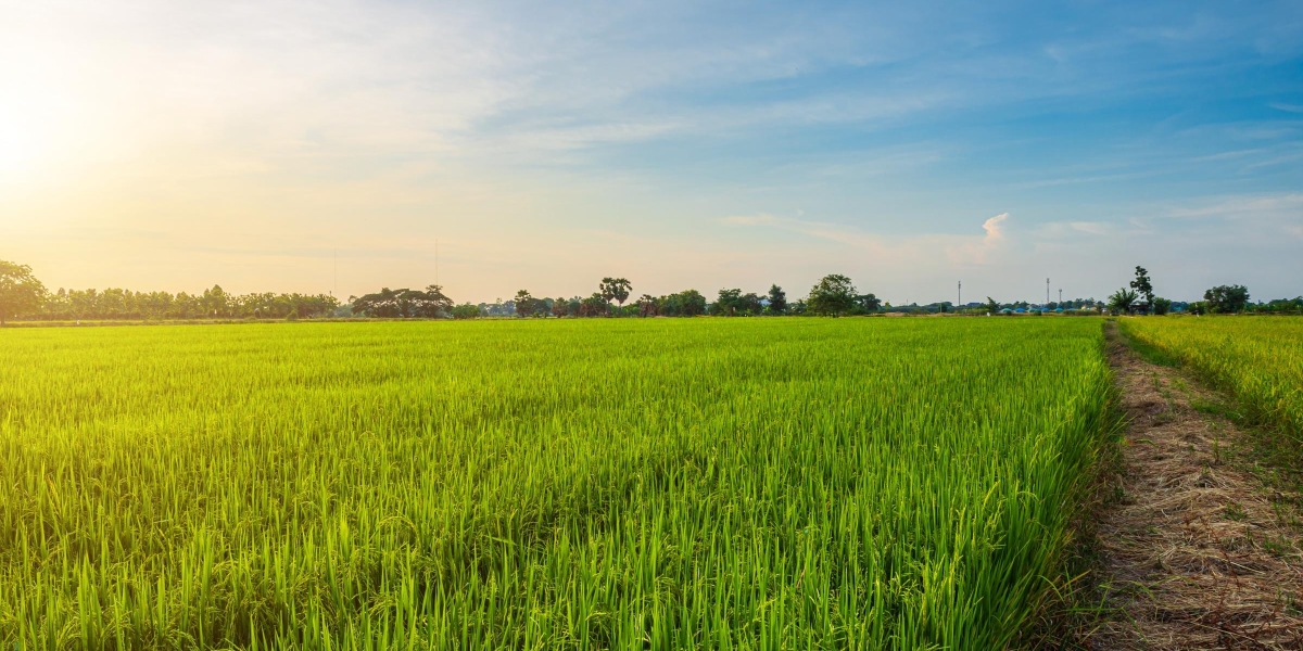 Cultivating Abundance: Nourishing the World Through Sustainable Agriculture