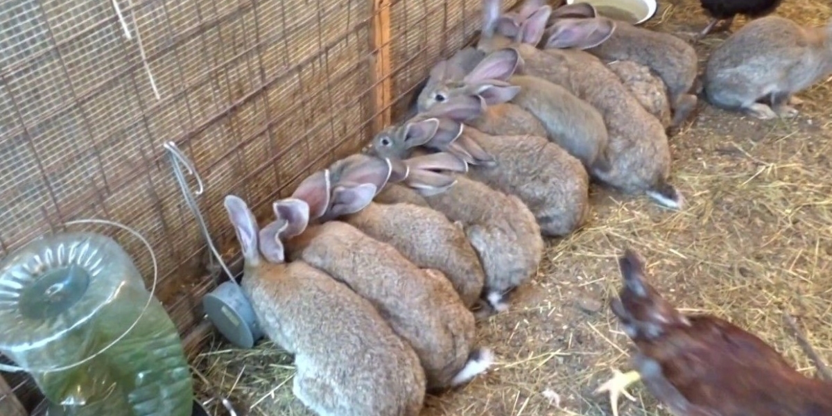 Rabbit Farming: A Comprehensive Guide to Breeding and Feeding Rabbits