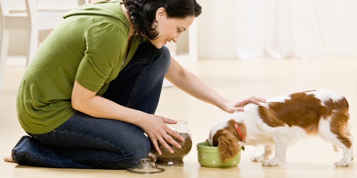 Pet Care Products: Essential Items for Your Furbaby's Wellbeing