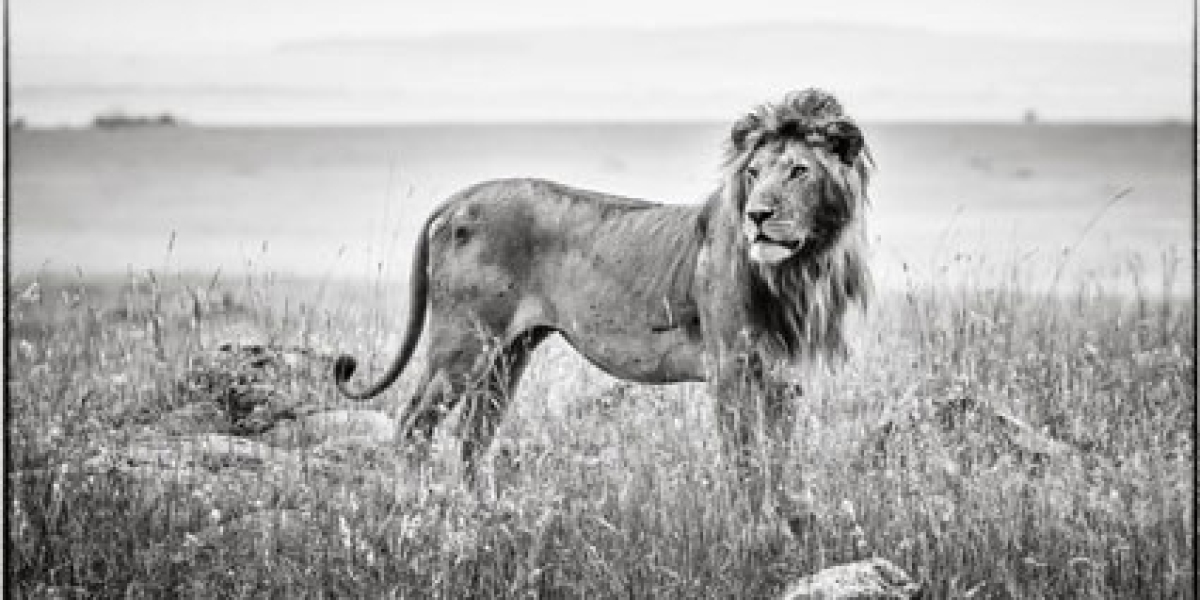 Kenya Wildlife Photography Workshop