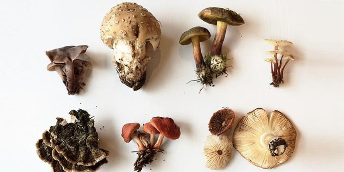 Mushrooms for Health: A Global Exploration of Medicinal Mushroom Benefits