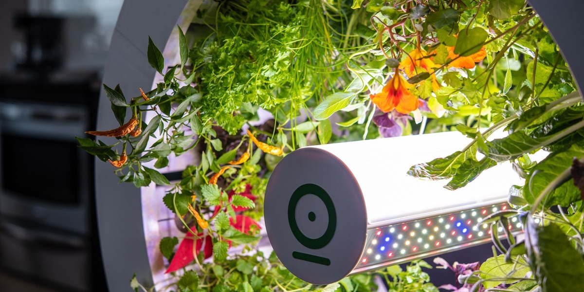 Creating an Oasis: Designing Your Smart Indoor Gardening System