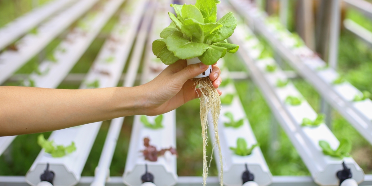 A Comprehensive Exploration of Hydroponics, Redefining Traditional Agriculture for Greater Efficiency