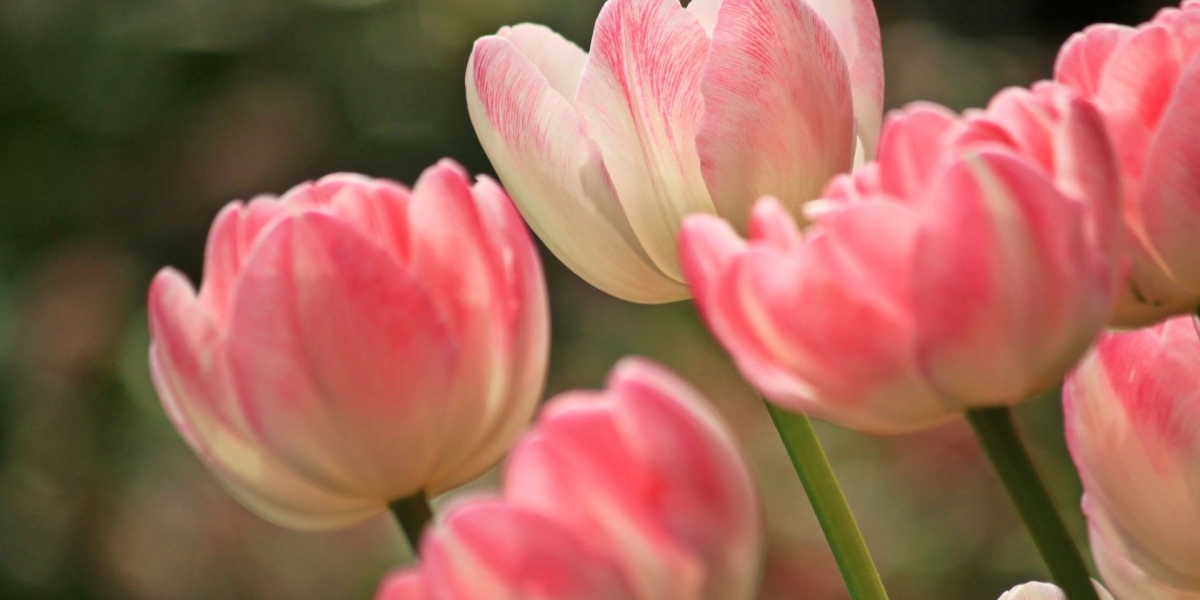 Ý Nghĩa Hay Của Hoa Tulip