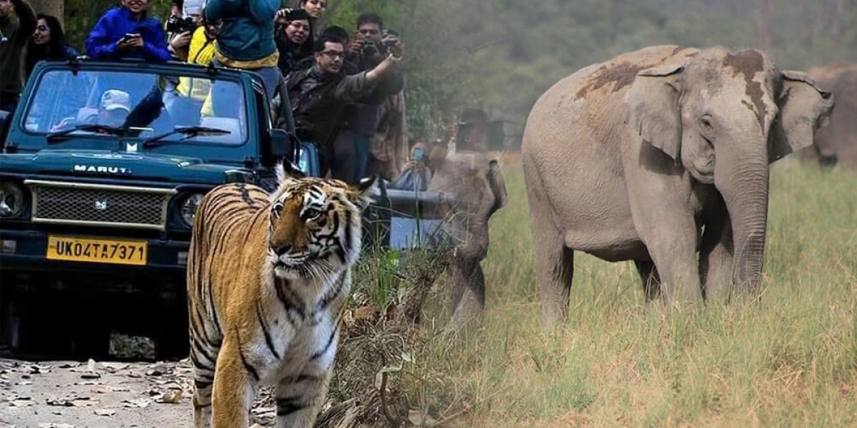 THE BEST TIME TO SPOT TIGERS IN JIM CORBETT NATIONAL PARK