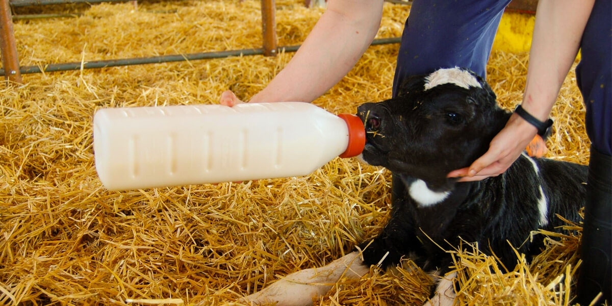 The Lifeline of Biomedical Research: Exploring Newborn Calf Serum