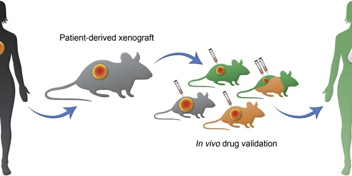 Patient Derived Xenograft Model Market: Driving Advancements in Personalized Medicine