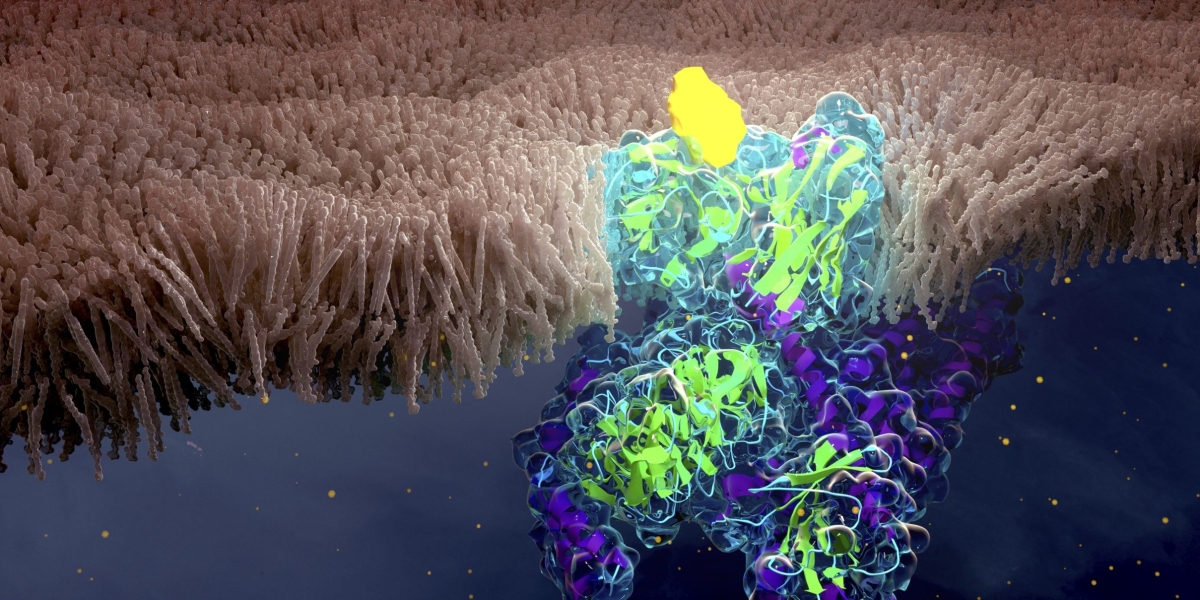 Demystifying Global G-Protein Coupled Receptors: Functions and Significance in Physiology