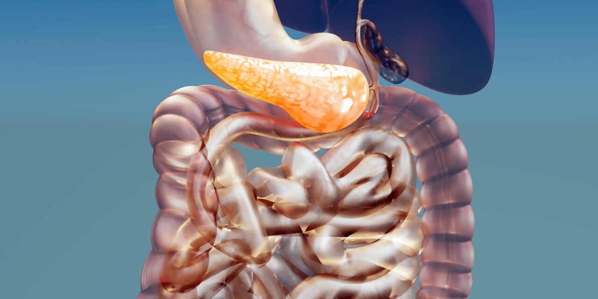 Emerging Opportunities in the Digestive Enzyme Sector