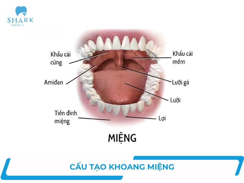 Sơ lược về cấu tạo khoang miệng chức năng và vị trí