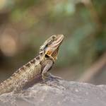 beardragon bearded dragon