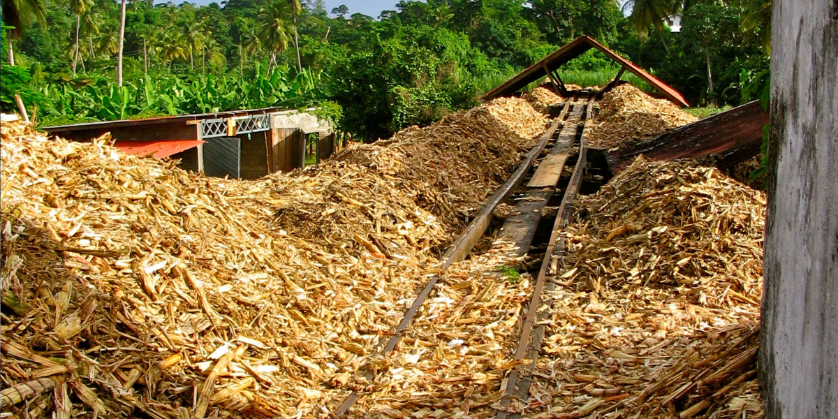 The Evolution of Bagasse: From Agricultural Waste to Everyday Products