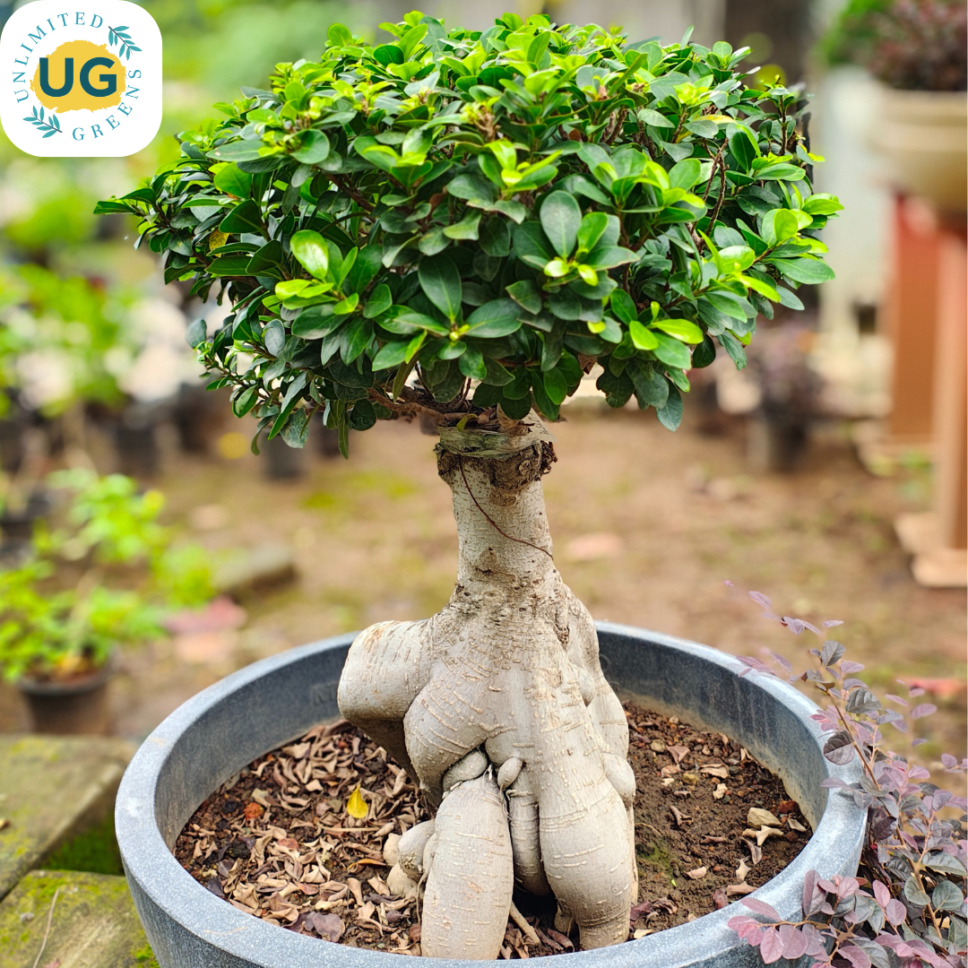  At Unlimited Greens, we offer a vast range of indoor and outdoor plants, planters, and gardening accessories to help you create the green sanctuary of your dreams. Whether you want to buy plants online or visit us in person, we have everything you need.