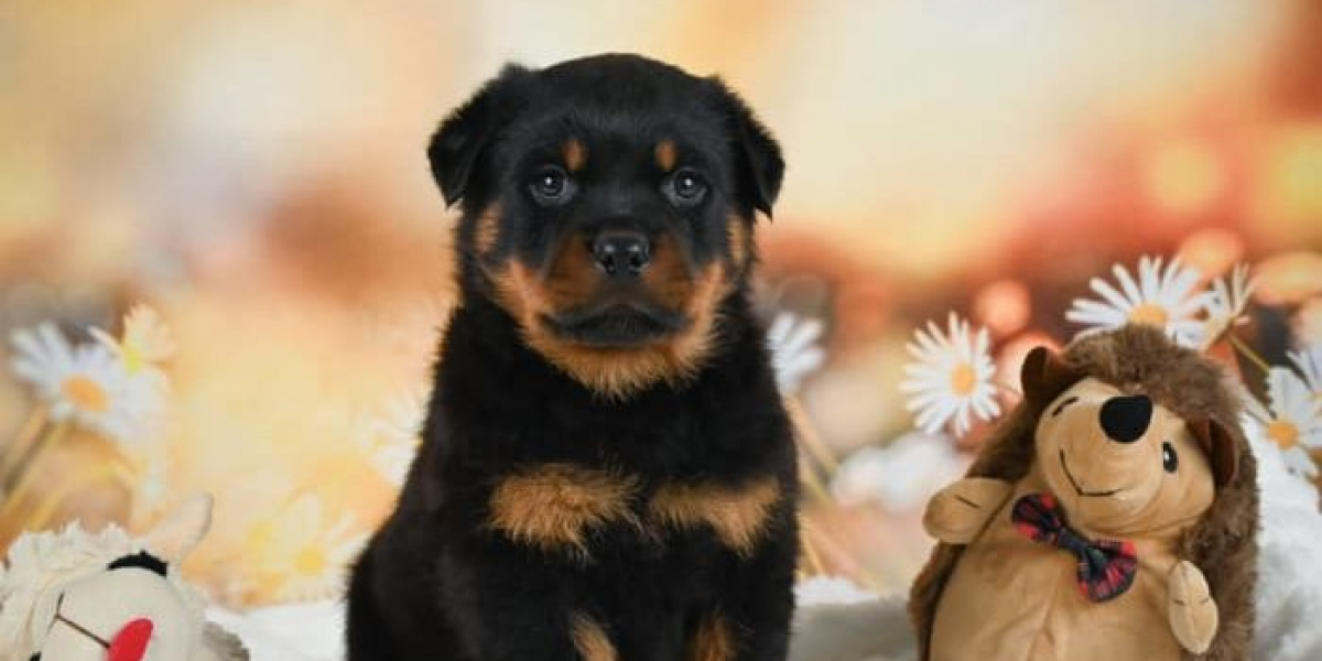 Home-Raised English Bulldog Puppies for Adoption – Healthy and Affectionate