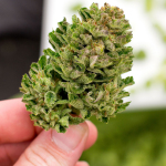 kush buddy
