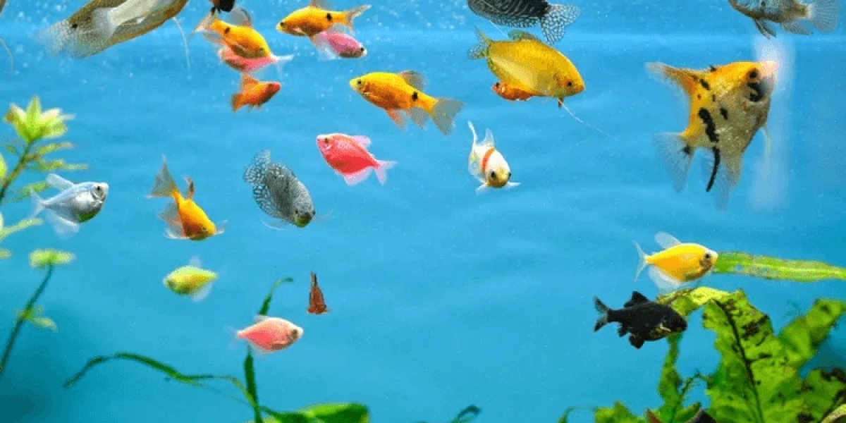 Everything You Need to Know About a Fish Tank: Uses, Advantages, and Disadvantages